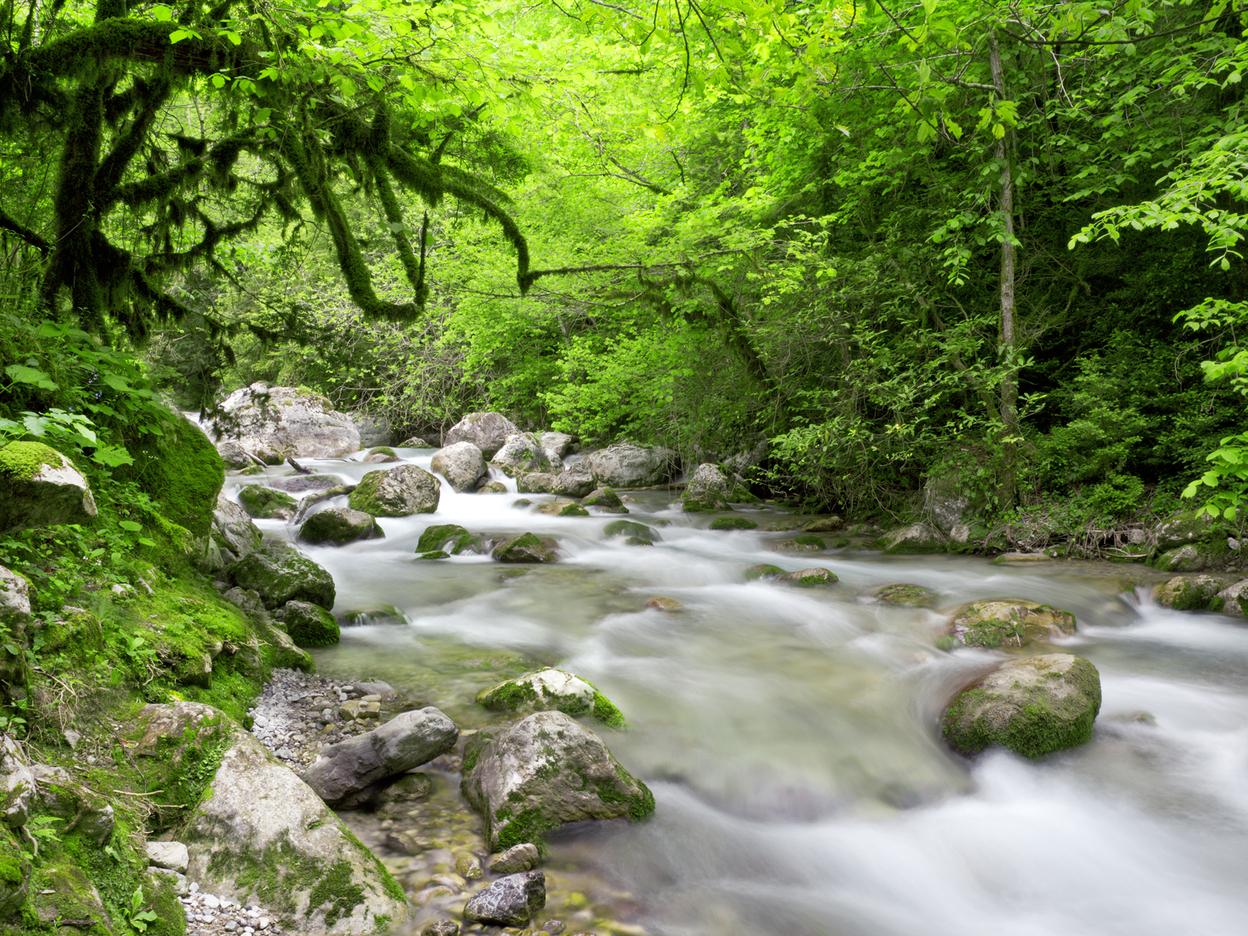 Ein klarer, fließender Bach zwischen moosbedeckten Steinen und üppigem, grünem Laub im Wald.