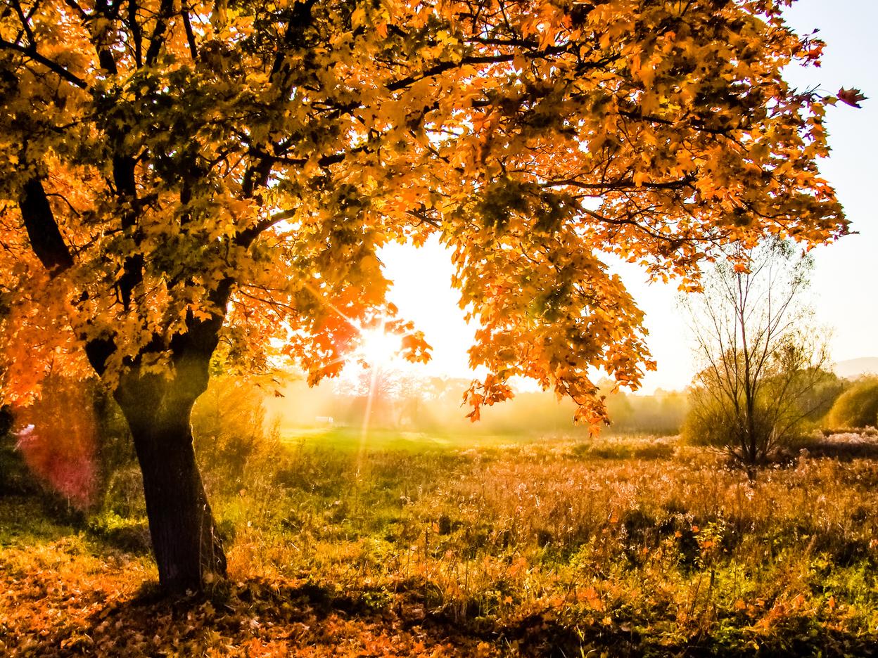 Herbstlicher Baum mit orangefarbenen Blättern vor der Sonne in einer nebligen Landschaft.